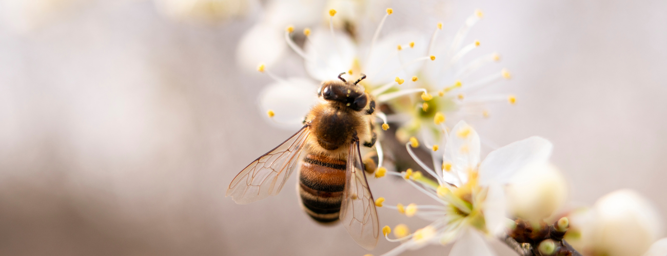 Why You Really Should Care About the Decreasing Population of Bees and Pollinators