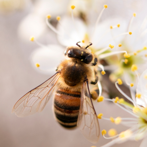 Why You Really Should Care About the Decreasing Population of Bees and Pollinators